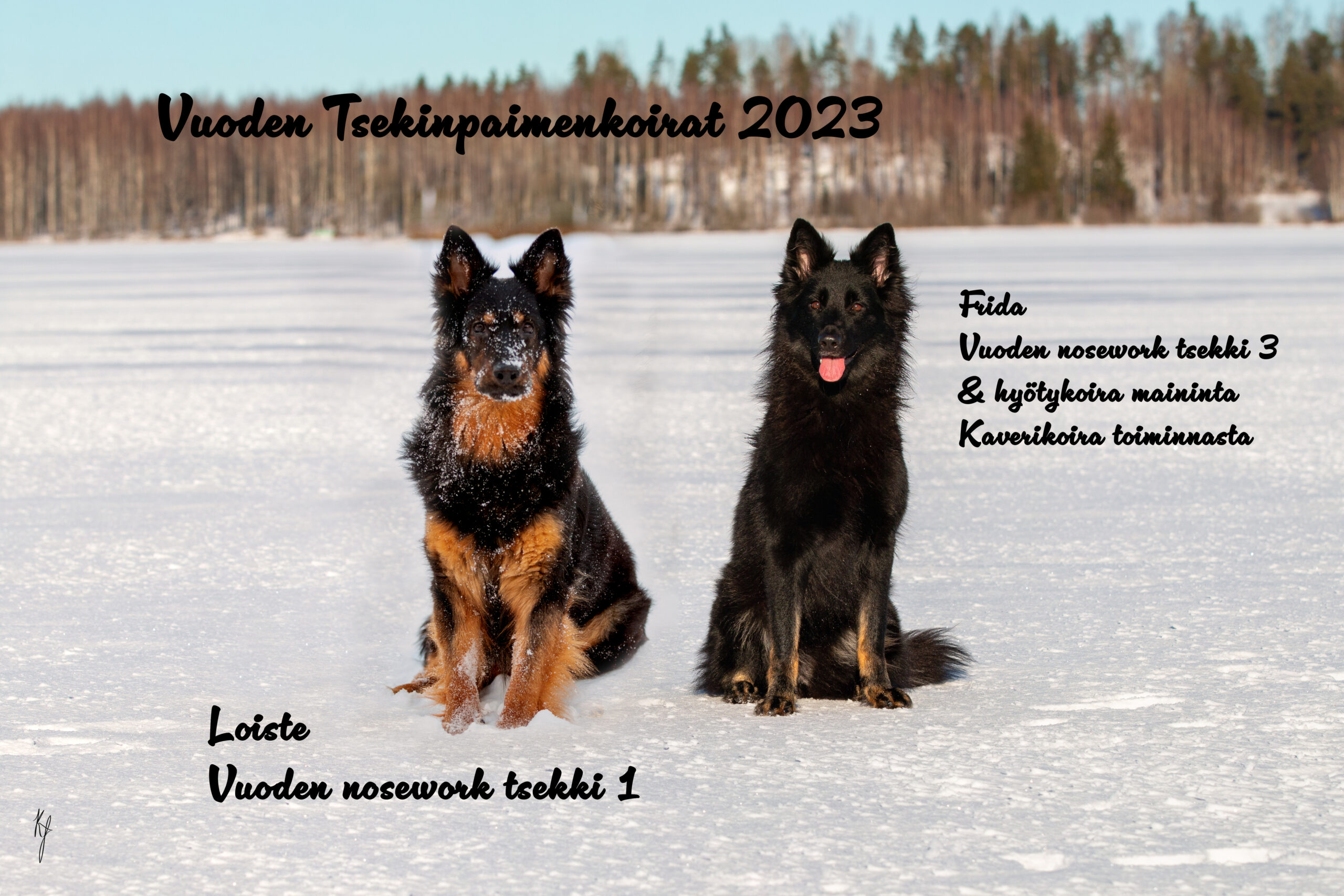 Tsekinpaimenkoirien vuoden tsekinpaimenkoirat