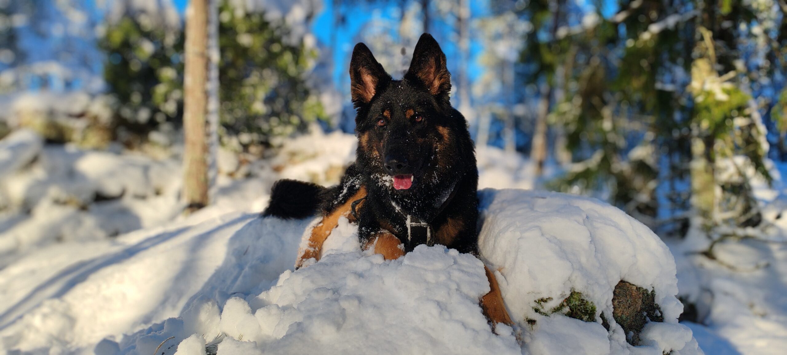 Diego, eli elämää teinimutanttitsekin kanssa
